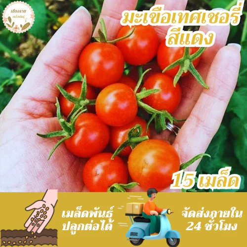 เมล็ดพันธุ์ มะเขือเทศเชอรี่ 15 เมล็ด Lycopersicon esculentum เมล็ดพันธุ์แท้ นำเข้าจากต่างประเทศ ปลูกผัก สวนครัว