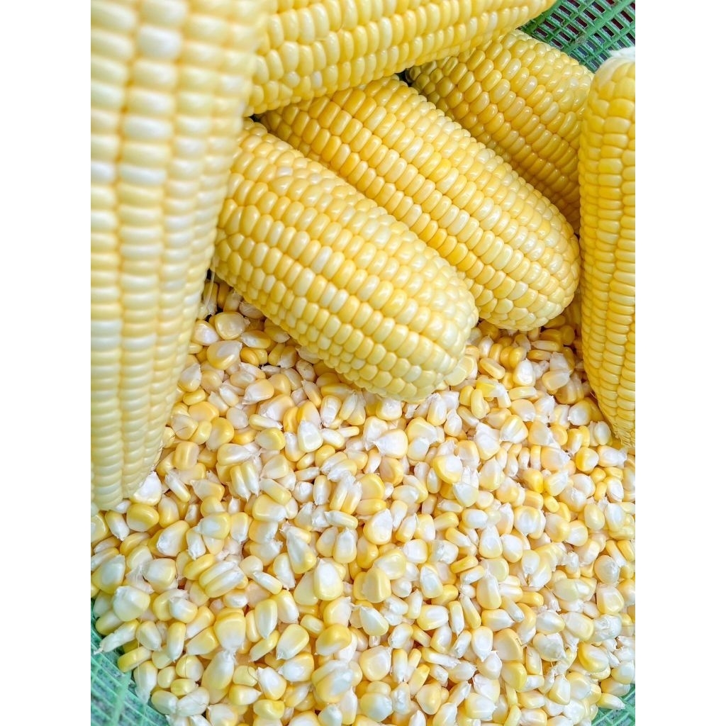 ‼️พร้อมส่ง 1 Kg ‼️สดใหม่ทุกวันข้าวโพดหวานเเกะเมล็ดสด