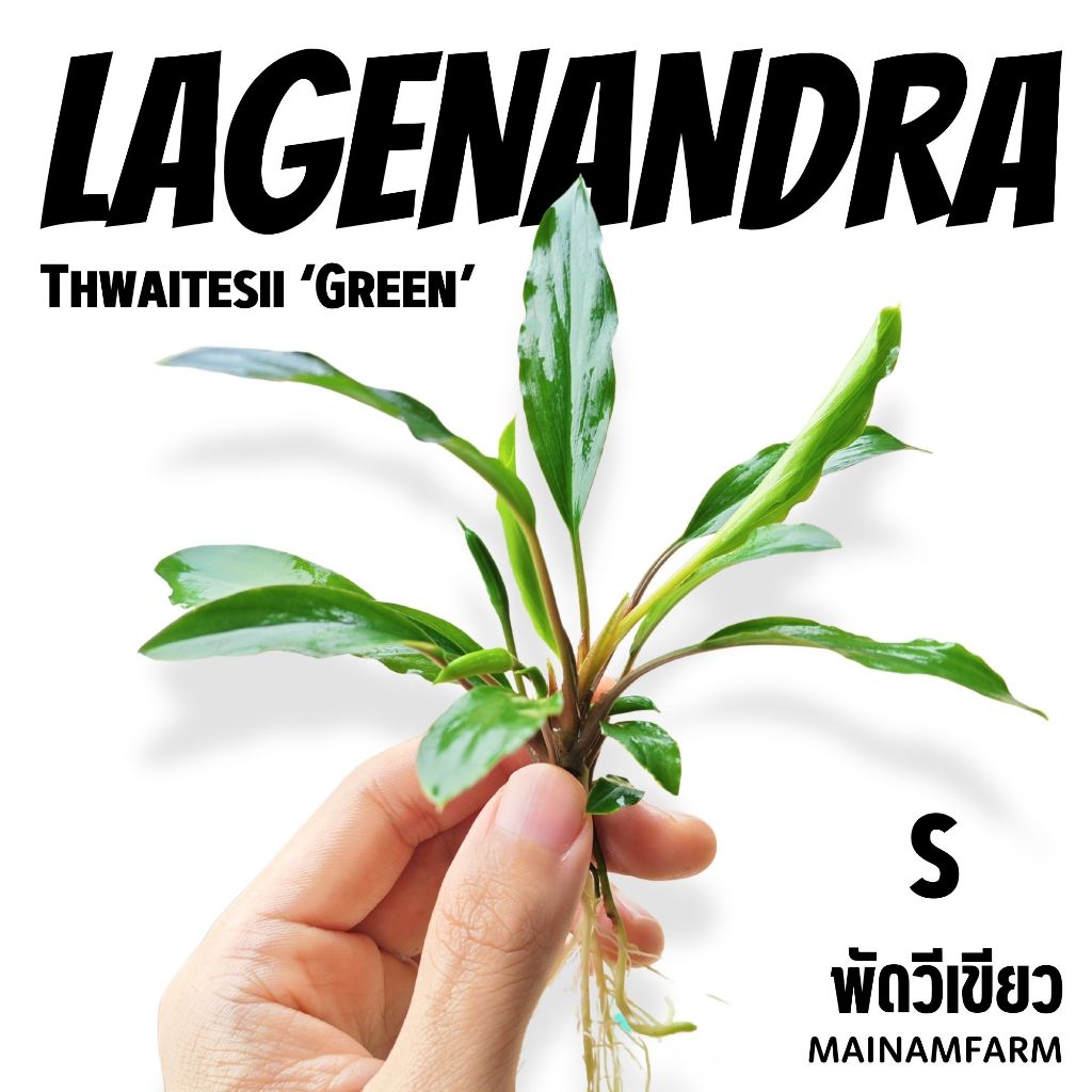 พัดวีเขียว เลือกขนาดได้ ต้นไม้น้ำ - Lagenandra Thwaitesii ‘Green’ - รูปที่ 3
