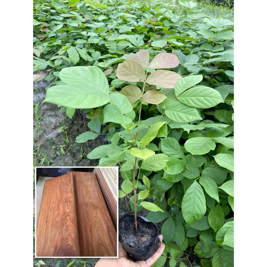 ต้นกล้าไม้แดง ต้นแดง ( 1 ชุด 10 ต้น) ไม้เศรษฐกิจ ไม้ป่าเนื้อแข็งละเอียดสวย มีความทาน “ถุงเพาะ 2”