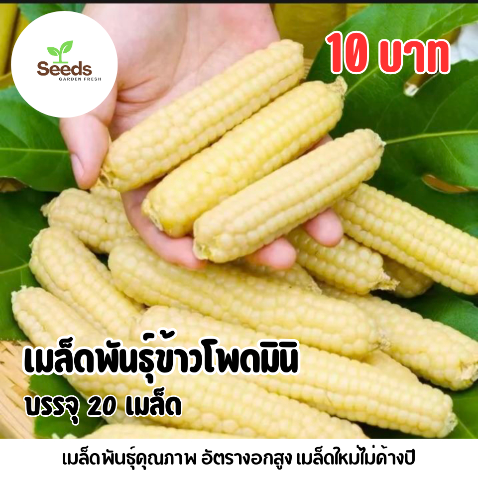 เมล็ดพันธุ์ข้าวโพดมินิ บรรจุ 20 เมล็ด