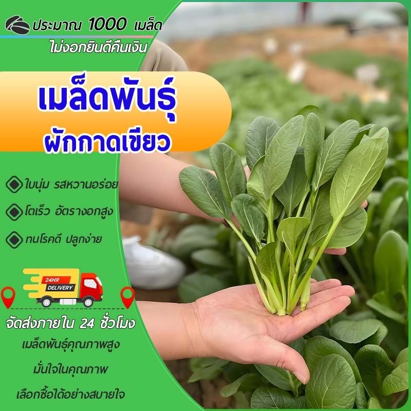 1000 เมล็ด ผักกาดเขียว เมล็ดพันธุ์ผักกาดเขียวไหนอี๋เหลียวเสี่ยวซง ผักกาดเขียวใบหยิก