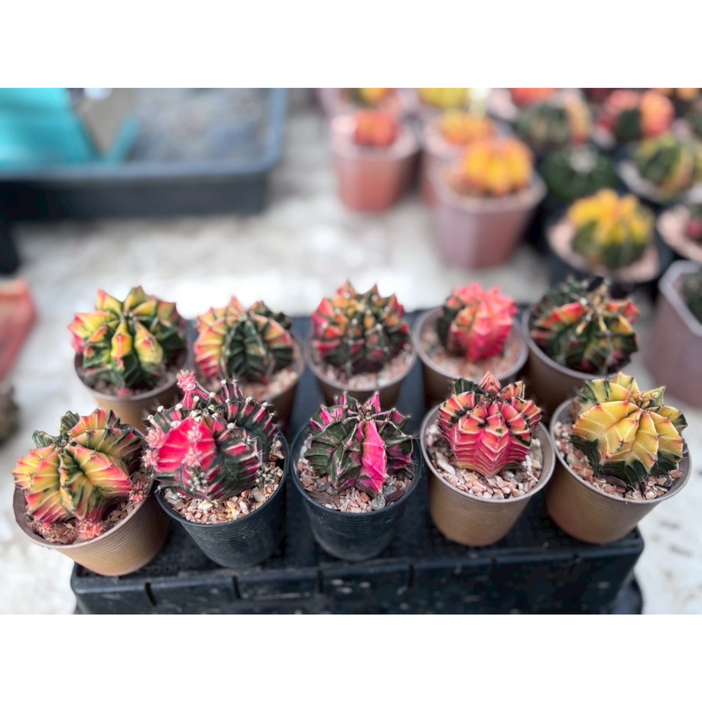 Gymno ยิมโนด่าง (เลือกต้นทักแชทได้นะคะ ) แคคตัส Cactus กระบองเพชร