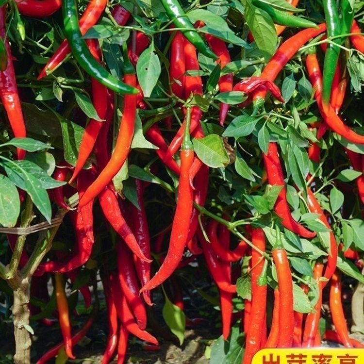 100 Seeds เมล็ดพันธุ์ พริกจินดาแดง High Yield Super Spicy Red Hot Chili Seeds Hot Pepper Seeds for Planting  Vegetable