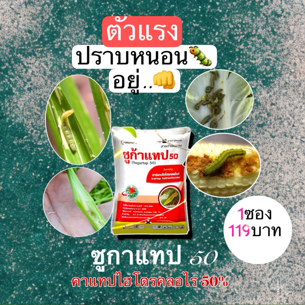 ซูกาแทป50🐛กำจัดหนอนดื้อยา หนอนกอ หนอนม้วนใบ
