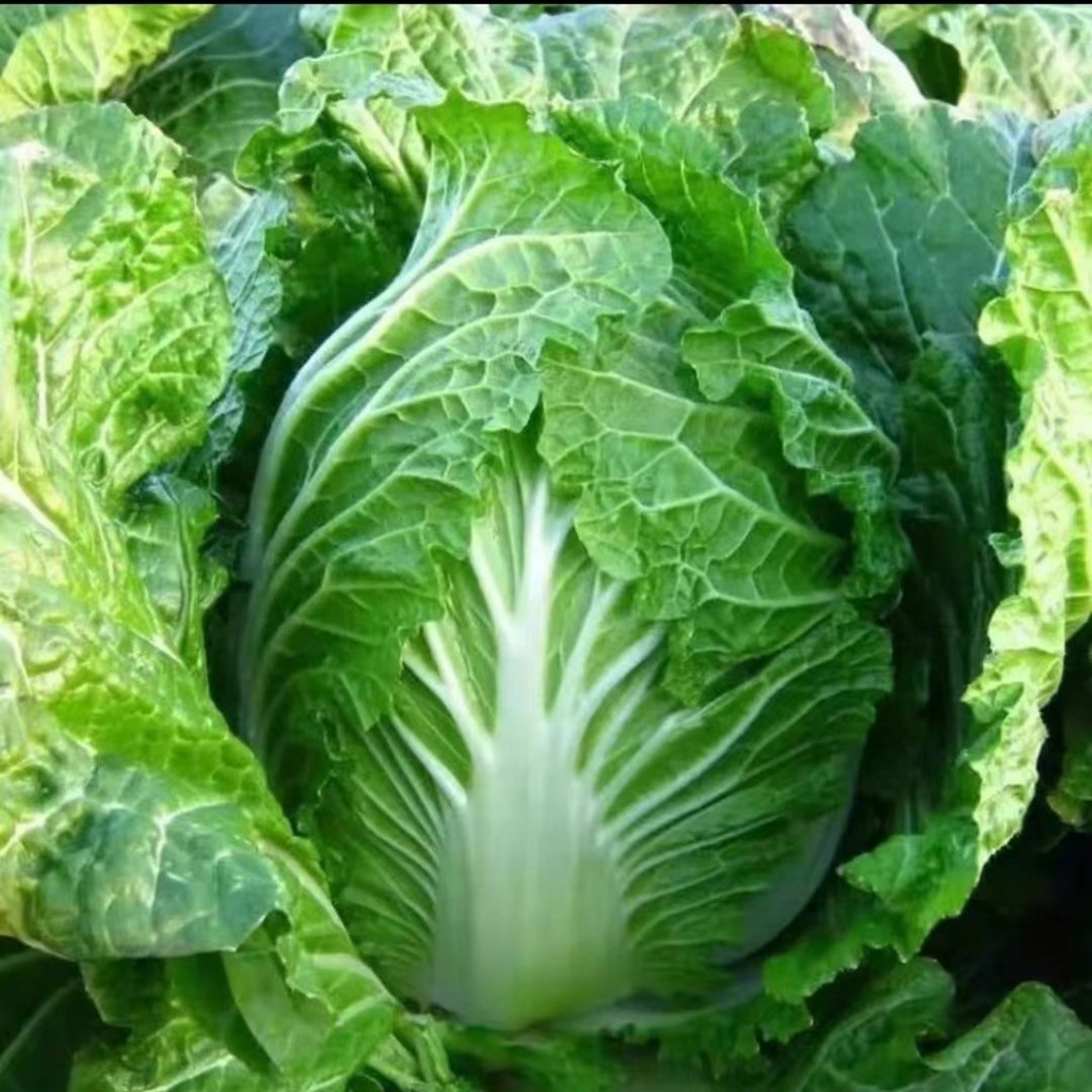 Chinese Cabbage Seeds 200เมล็ด/แพ็ค ของแท้ 100% ปลูกง่าย อัตรางอกสูง เมล็ดกะหล่ำปลีจีน Organic Vegetable Seeds for Plant - รูปที่ 3