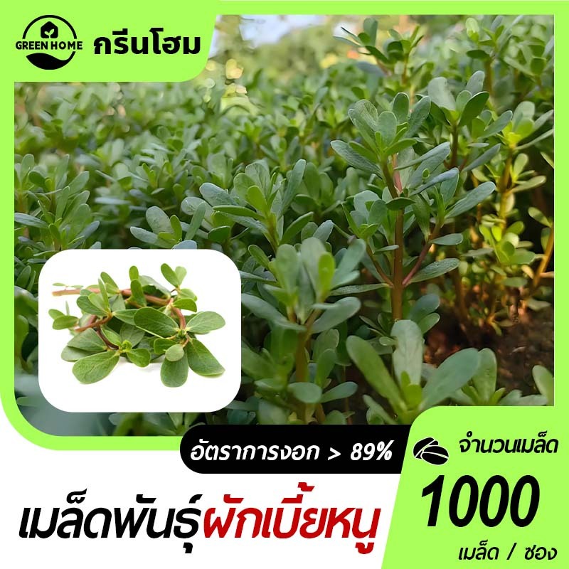 1000 เมล็ด เมล็ดพันธุ์ผักเบี้ยหนู ผักเบี้ยหนูผักบานเที่ยง ผักพื้นบ้าน ปลูกง่าย ใบอวบน้ำ รสชาติดี