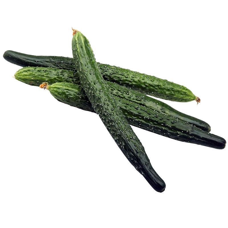 Green Long Cucumber Seed เมล็ดแตงกวาญี่ปุ่น - 30เมล็ด/ซอง อัตรางอกสูง เมล็ดพันธุ์แตงกวา Fresh Chinese Cucumber Seeds - รูปที่ 7