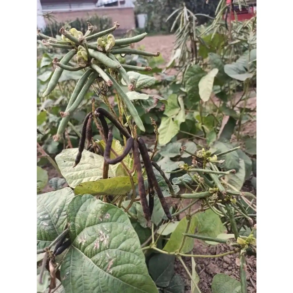 MUNG BEAN 20 Seeds Green Beans for Making Snacks healthy food F1 Seeds