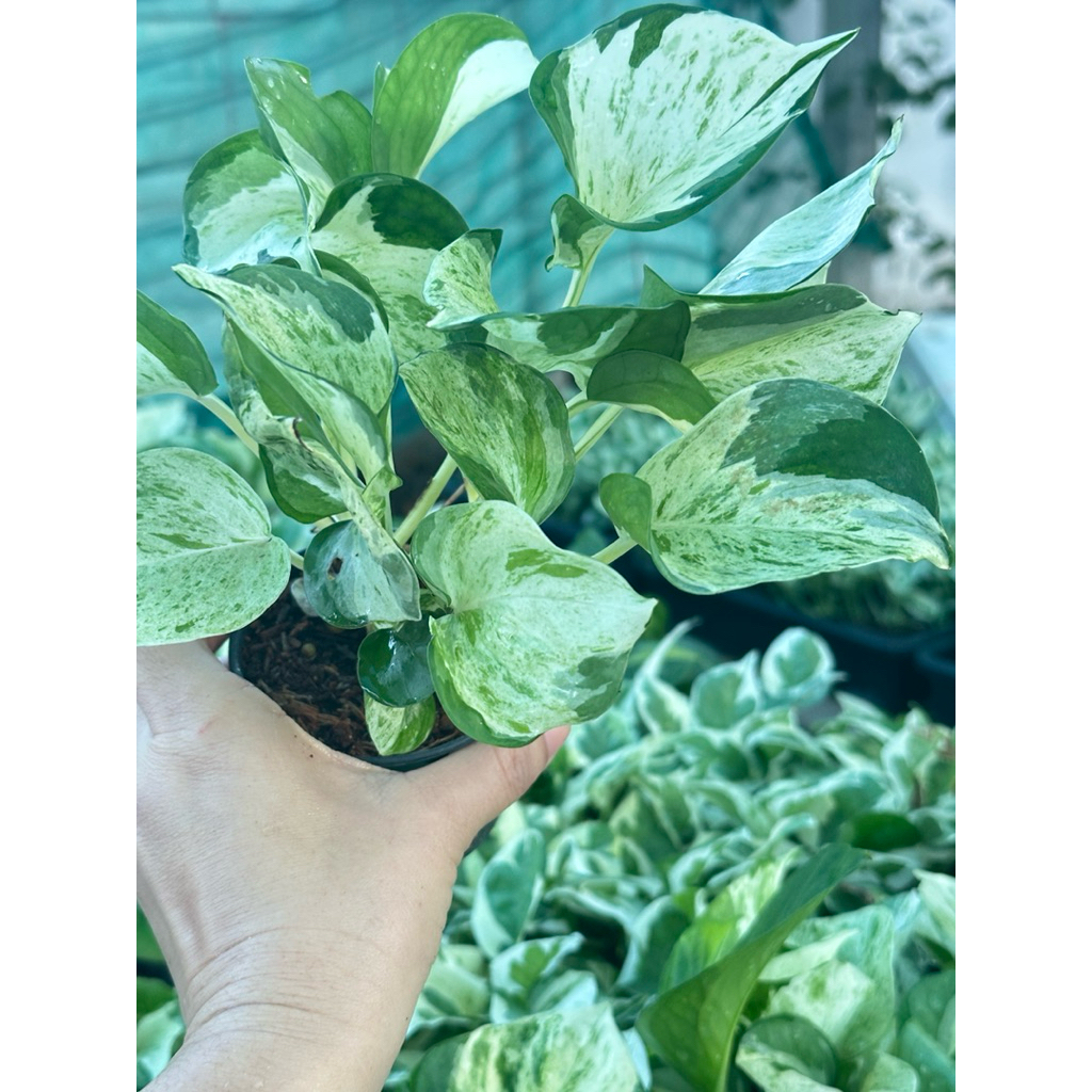 พลูแอปเปิ้ล manjula pothos กระถาง 3 นิ้ว กอสวยๆ