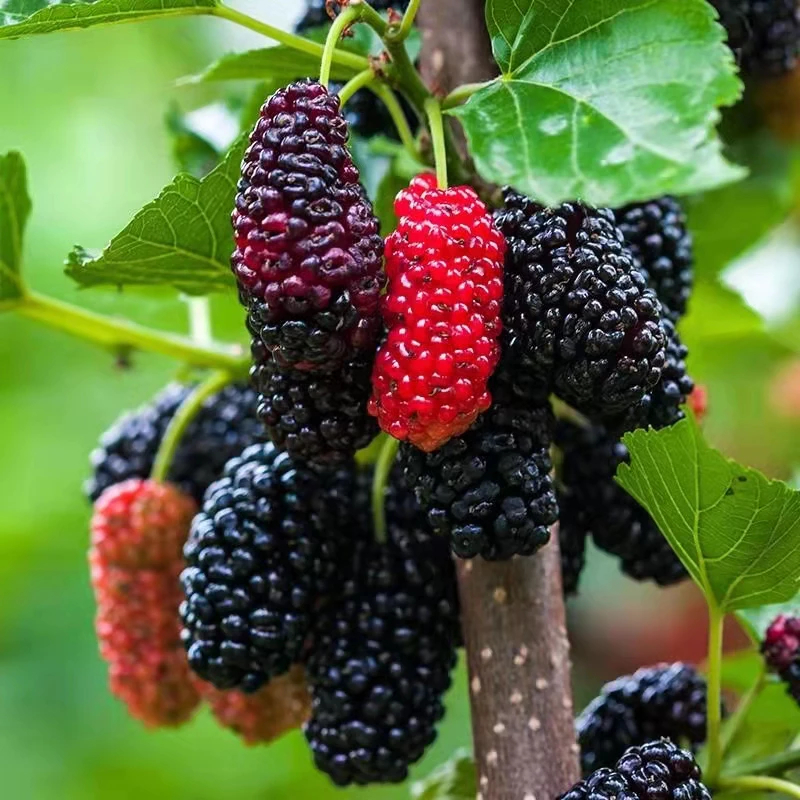 Mulberry Tree Seeds for Planting เมล็ดพันธุ์ ต้นหม่อน เมล็ดมัลเบอร์รี่ Mulberry Seeds 100เมล็ด/แพ็ค ของแท้ 100% ปลูกง่าย