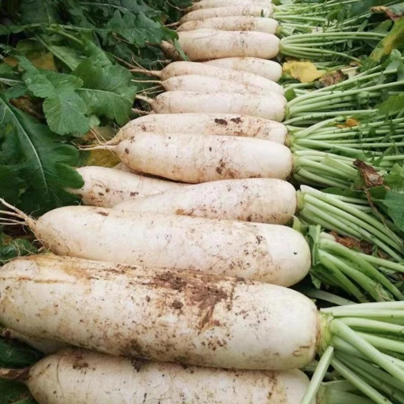 WHITE RADISH SEEDS เมล็ดพันธุ์ หัวไชเท้าสโนว์ไวท์ 50 เมล็ด ปลูกง่าย ผลผลิตสูง สวนครัว