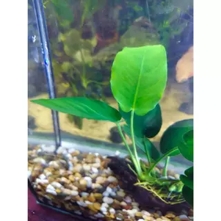 อนูเบียสพันขอนจิ๋ว ไม้น้ำ แต่งตู้ปลา หรือ อ่างบัว ปลูกง่าย เขียวสด โตเร็ว พร้อมปลูก