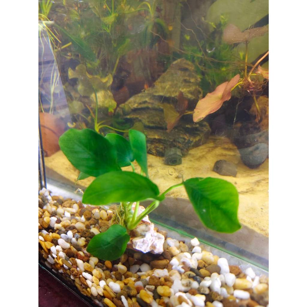 อนูเบียสพันหินจิ๋ว ไม้น้ำ แต่งตู้ปลา หรือ อ่างบัว ปลูกง่าย เขียวสด โตเร็ว พร้อมปลูก