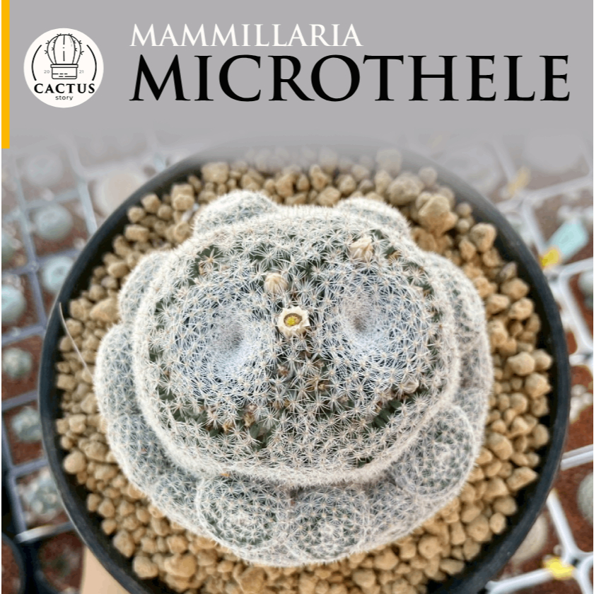Mammillaria microthele แมมนกฮูกแตกตามีหน่อ ไม้เมล็ด กระถาง 6 - 7 นิ้ว