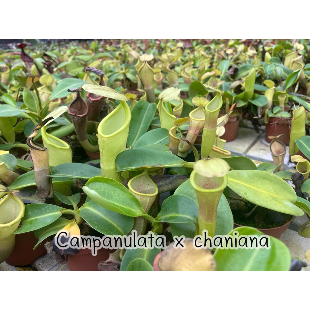 Campanulata × Chaniana