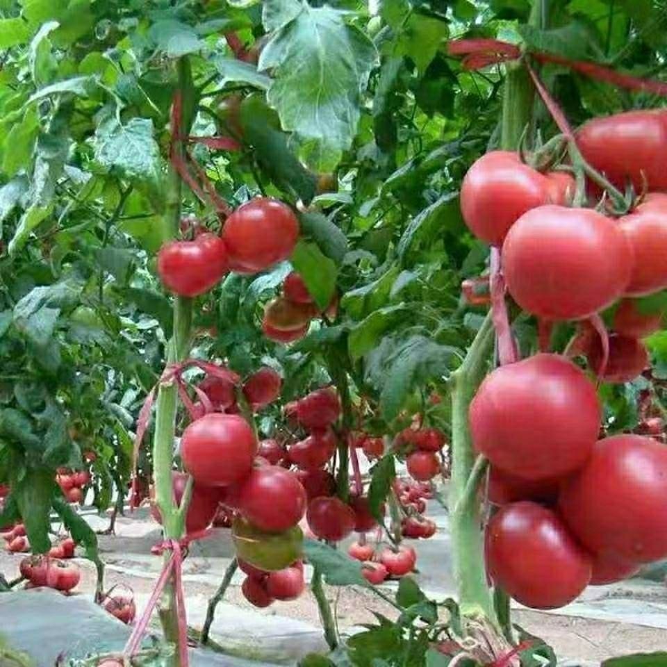 300 Seeds Giant Tomato Seeds ปลูกง่าย เมล็ดพันธุ์ มะเขือเทศ มะเขือเทศยักษ์ Organic Vegetable Seeds  