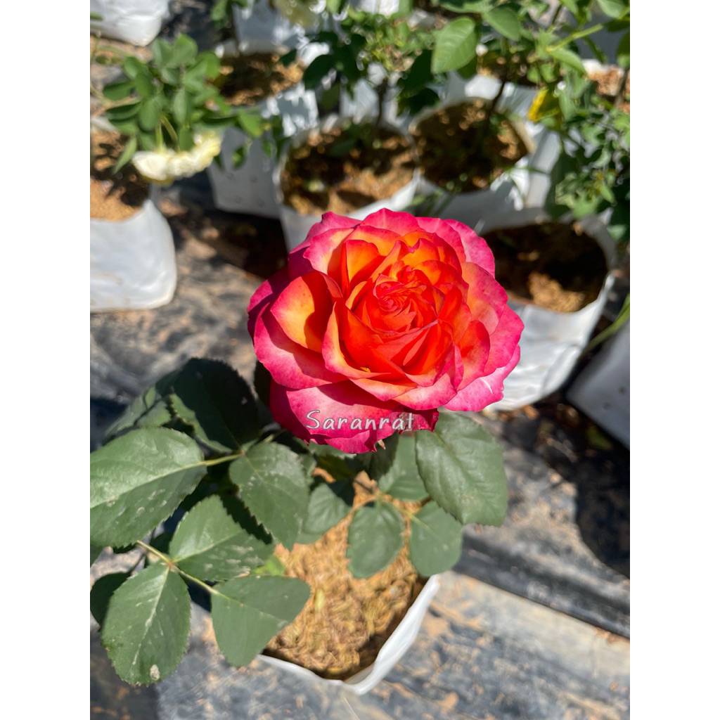 กุหลาบวินเทจซีเปีย( Wintage sepia rose) ดอกสีส้มไล่เฉดสีสวย มีกลิ่นหอม