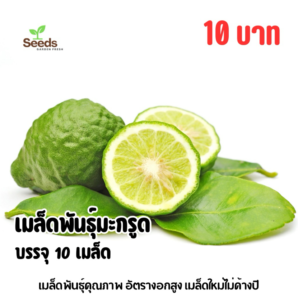 เมล็ดพันธุ์มะกรูด บรรจุ 10 เมล็ด