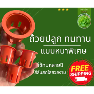 ถ้วยปลูกผัก หนาพิเศษ ถ้วยปลูกไฮโดรโปนิกส์ แบบหนา