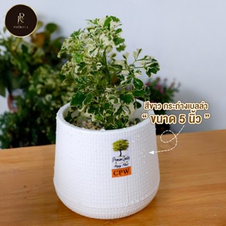 กระถางต้นไม้เบลล่า รุ่นมินิมอล ขนาด 5 นิ้ว  สีขาวละมุน พร้อม…