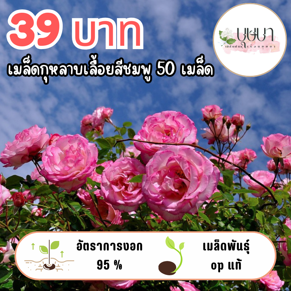 เมล็ดดอกกุหลาบเลื้อยชมพู 39บาท