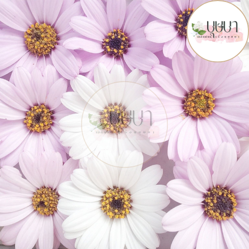 เมล็ดดอกเดซี่ ขาว-ม่วง 9บาท - รูปที่ 2