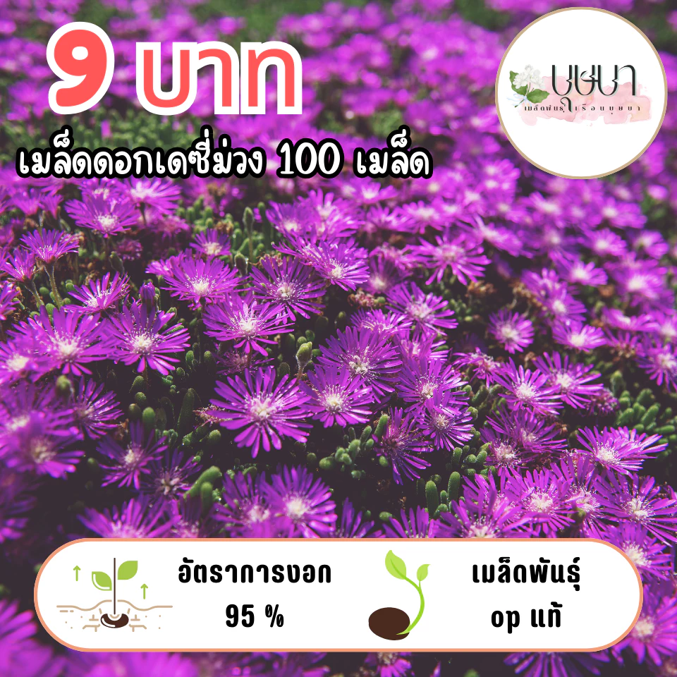 เมล็ดดอกเดซี่ม่วงล้วน 9บาท