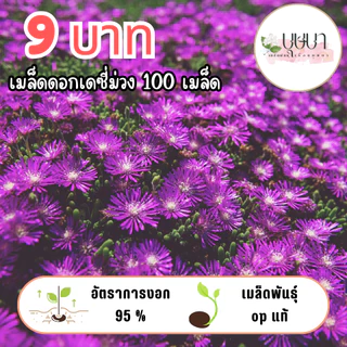 เมล็ดดอกเดซี่ม่วงล้วน 9บาท