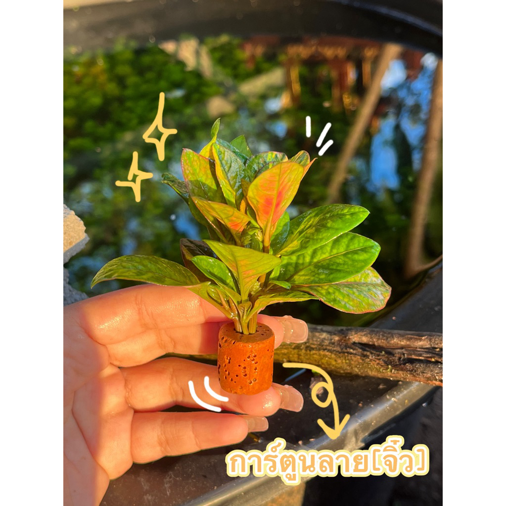 การ์ตูน(แบบจิ๋ว)อันเล็กน่ารักใส่โหลปลา
