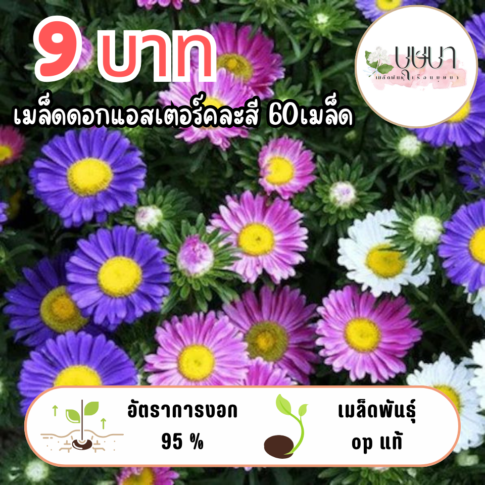 เมล็ดพันธุ์ดอกแอสเตอร์คละสี 9บาท