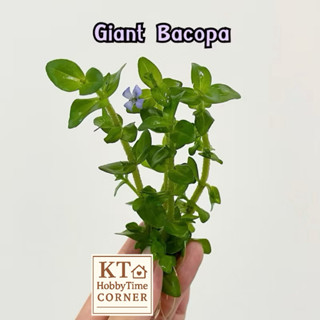 บาโคป้า (กิ่งตัดสด 4 ต้น) ลานไพลิน ต้นไม้น้ำ สำหรับปลูกลงดิน…