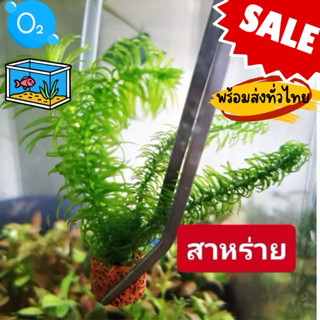 สาหร่าย​ 🌺🏡(5แถม1)​ แต่งตู้ปลาเป็นอาหารปลากุ้ง​ เพิ่มco2​