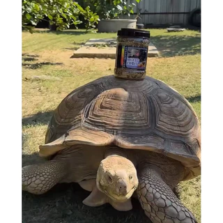 เปิดตัวใหม่! 📣 Pro-Reptiles​ อาหารเต่าบกสูตร Mixed fruit กระสอบ 10 กิโล เพิ่มความอยากอาหาร เสริมกับอาหารหลัก