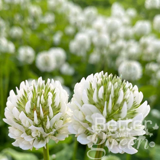 เมล็ดพันธุ์ ไวท์ โคลเวอร์ 200 เมล็ด (WHITE CLOVER) นำเข้า การันตีสายพันธุ์