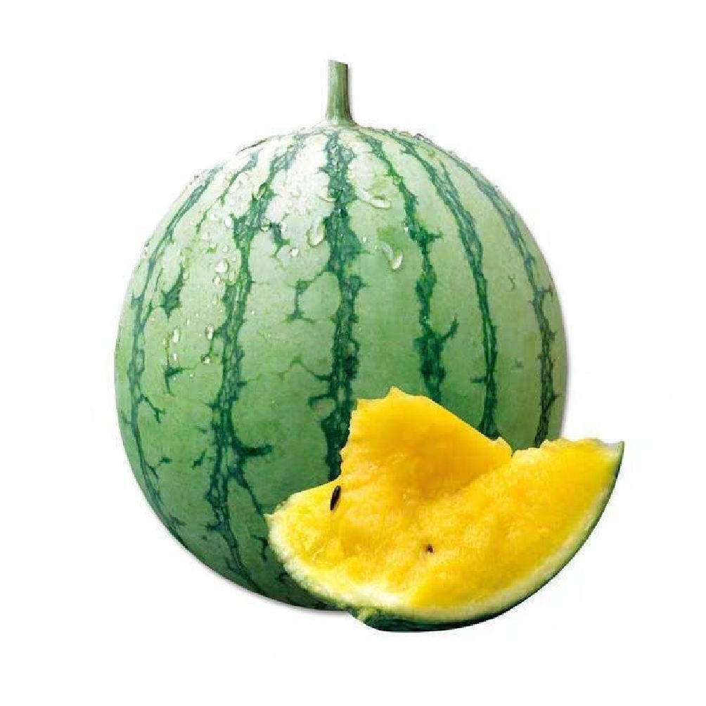 เมล็ดพันธุ์แตงโม เมล็ดแตงโม เนื้อสีเหลือง หวานสุดๆ บรรจุ 20เมล็ด Yellow Watermelon Seeds เมล็ดพันธุ์ผลไม้ เมล็ดพันธุ์ OP - รูปที่ 5