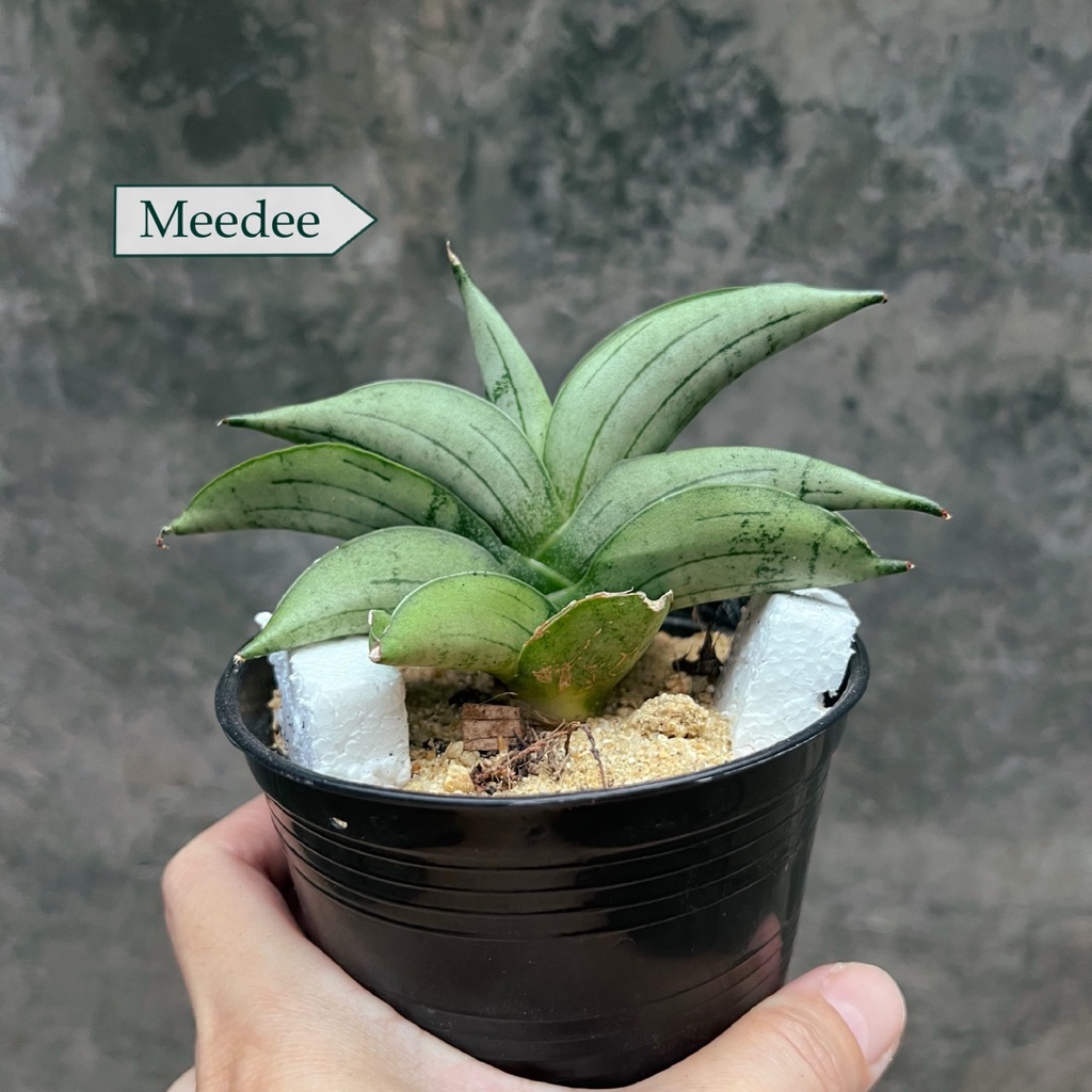 ต้นลิ้นมังกร Sansevieria Meedee