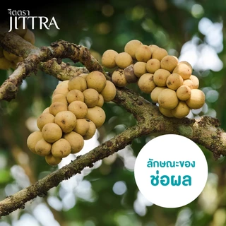 จิตตรา ต้นลองกองพันธุ์ตันหยงมัส เสียบยอดสูง 50-70 ซม. รากแน่น โตไว ให้ผลเร็ว พร้อมส่ง เคลมฟรี