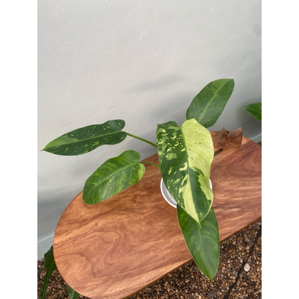 Philodendron Jose Buono คัดลายสวย