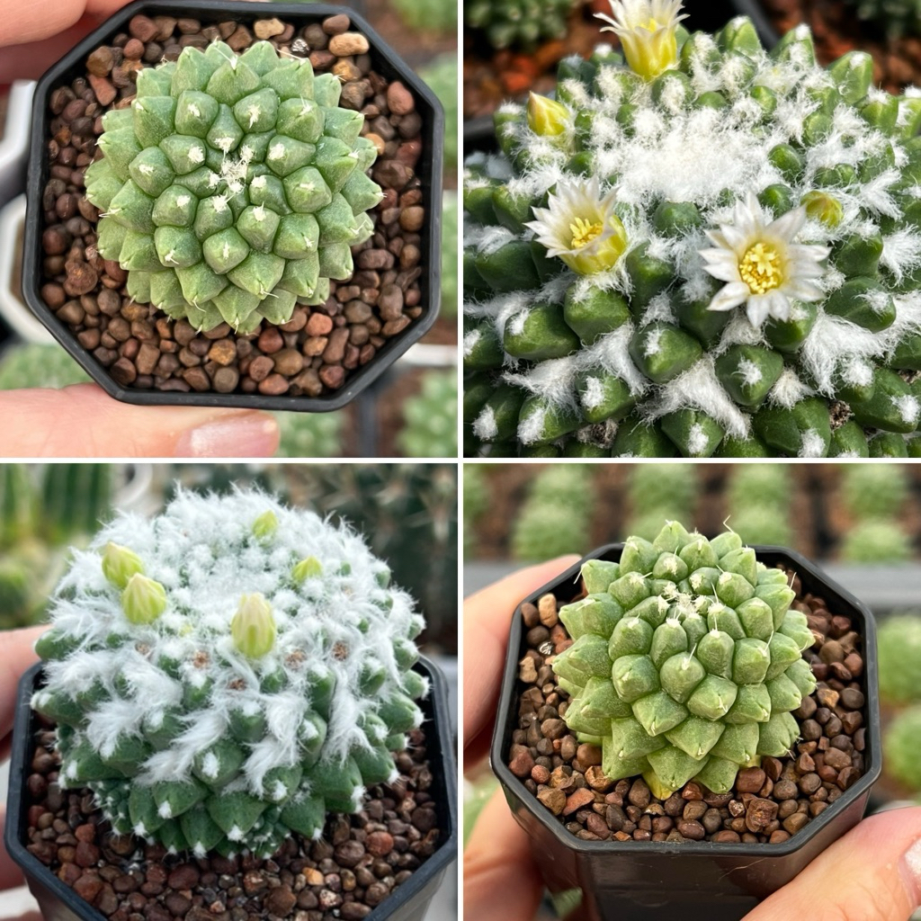 Mammillaria Erusamu: แมมอีรุซามุดอกขาว แคคตัส กระบองเพชร