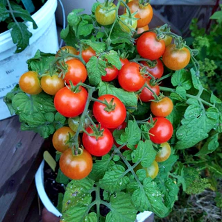 เมล็ดพันธุ์ มะเขือเทศ เรดโรบิน Red Robin Tomato Seed 20 เมล็ด คุณภาพดี ของแท้ 100%