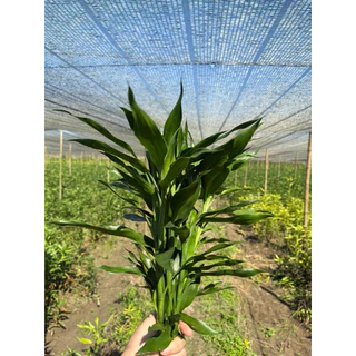 ไผ่กวนอิมต้นเล็ก สูง 30-40 cm (คละเกรด) สีเขียว สีทอง สีเงิน ซาเซียน(สามเซียน) (ขั้นต่ำ 20 ต้น)