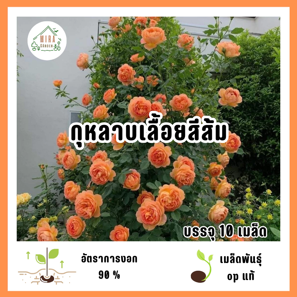 เมล็ดพันธุ์ดอกกุหลาบเลื้อยสีส้ม 10 เมล็ด