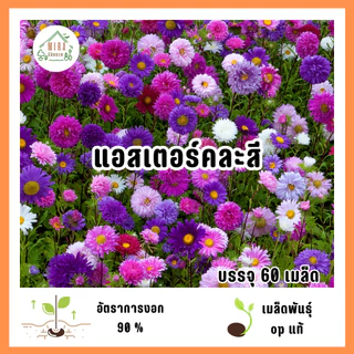 เมล็ดพันธุ์ดอกแอสเตอร์คละสี 60 เมล็ด