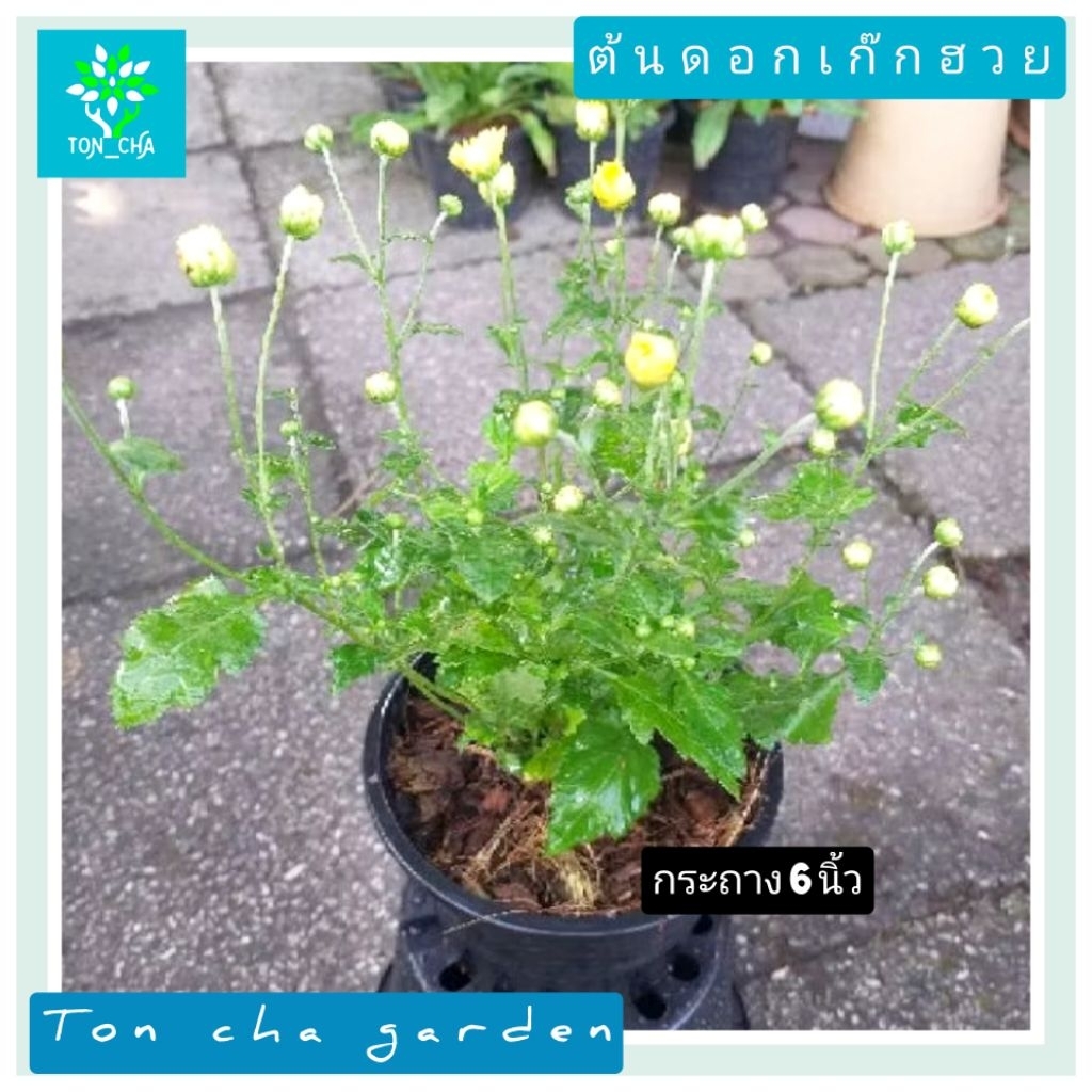 🌈 ต้นดอกเก๊กฮวยเหลือง และ เก๊กฮวยขาว กระถางดำ 8 นิ้ว และ 6 นิ้ว