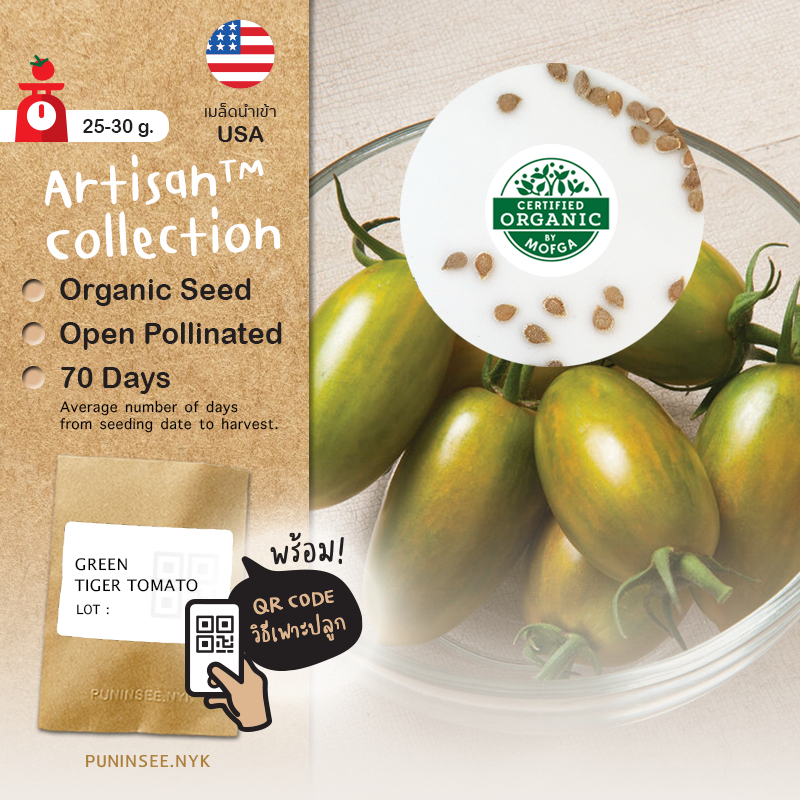 เมล็ดนำเข้า มะเขือเทศเชอรี่ ลายเสือสีเขียว Green Tiger Tomato (Organic Seed) Artisan ทรงรี