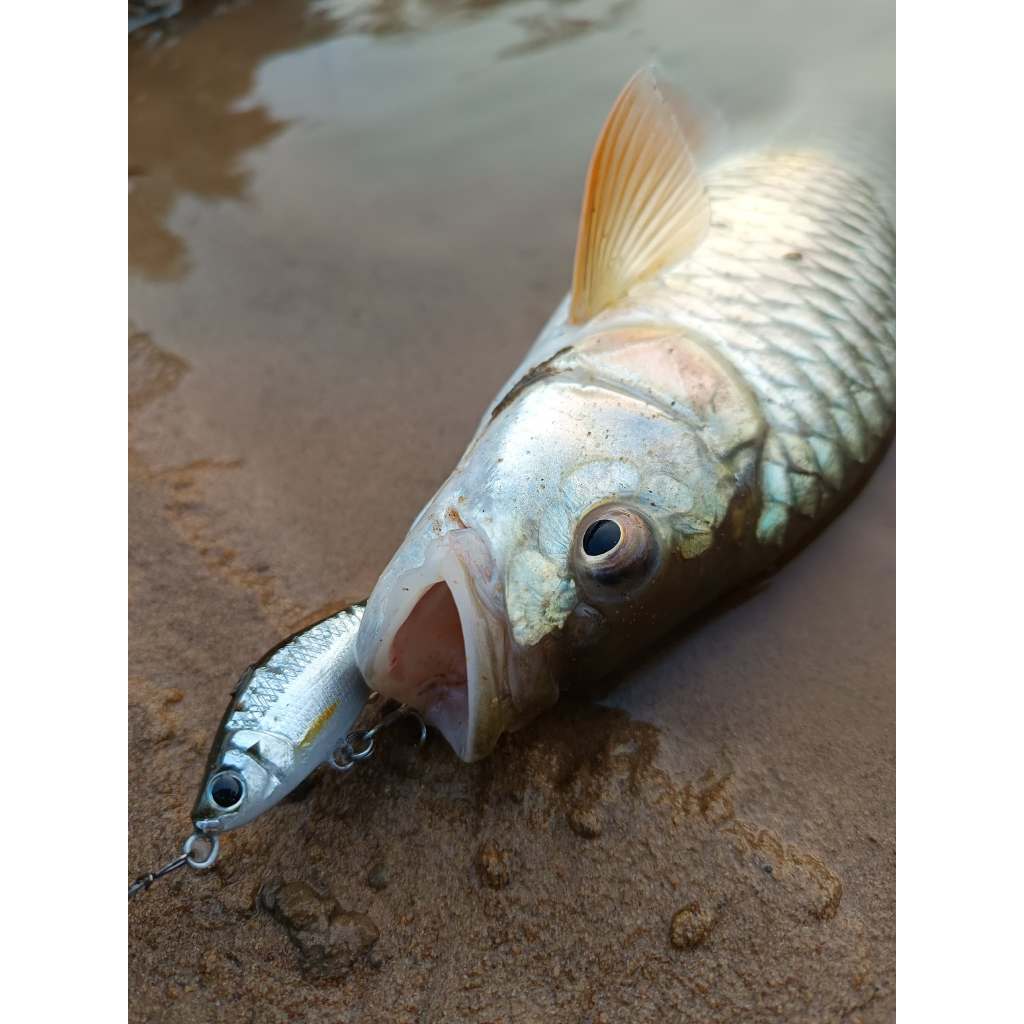 เหยื่อตกปลาล่าเหยื่อ งานไม้ทำมือ งาน Hand made ( ผลิตในไทย ) ซิว ตะเพียน กรอส่าย จมพลิก โครง เคาะ แฉลบ - รูปที่ 5