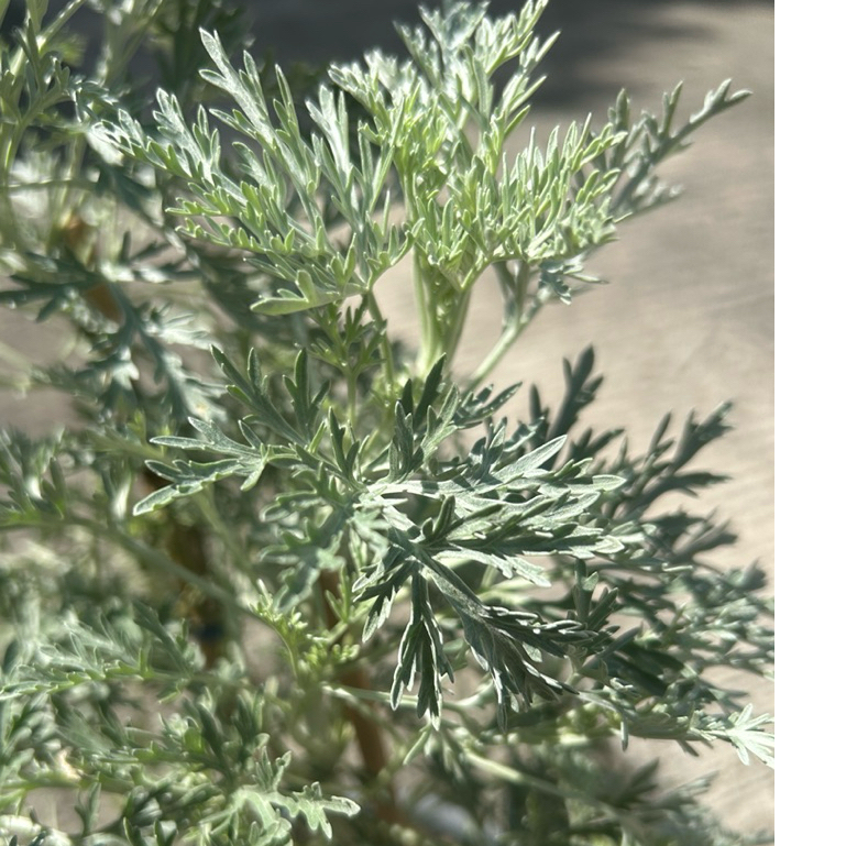 อาร์ทีมีเซีย 'พาวิส'  (Artemisia 'Powis Castle')  กระถาง 8 นิ้ว