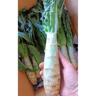 ผักโอซุน ผักบนดอย หวานกรอบ 1กิโล