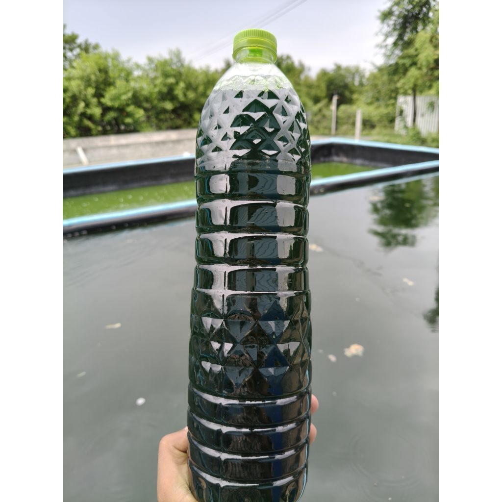 หัวเชื้อน้ำเขียวคลอเรลลา สูตรเข้มข้นนน